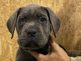 Chiots Cane Corso LOF disponibles