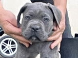 Chiots Cane Corso LOF disponibles