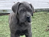 Chiots Cane Corso LOF disponibles