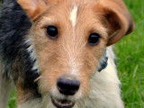Polochon, jeune Fox Terrier à adopter