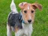 Polochon, jeune Fox Terrier à adopter