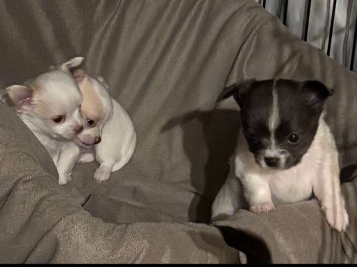 Chiots Chihuahua à vendre