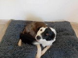 Chienne Border Collie noir et blanc à adopter