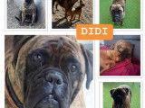 Chienne Boxer de 4 ans disponible à l'adoption