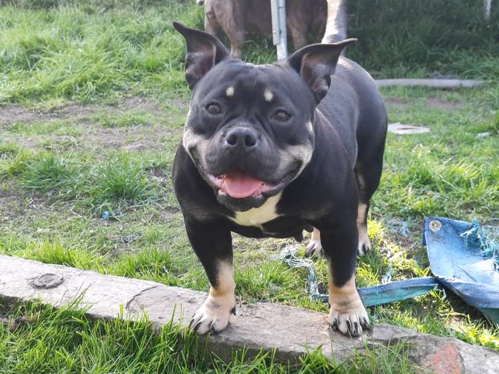 Femelle American Bully petit prix