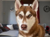Jeune Husky aux yeux vairons pour saillie