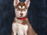 Jeune Husky aux yeux vairons pour saillie