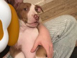 Chiot femelle American Bully XL à vendre