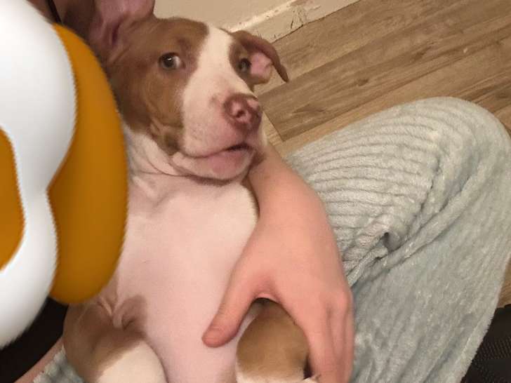 Chiot femelle American Bully XL à vendre