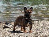 Recherche saillie pour mon Bouledogue Français mâle de 2 ans