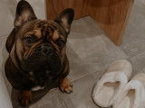 Recherche saillie pour mon Bouledogue Français mâle de 2 ans
