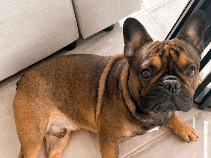 Recherche saillie pour mon Bouledogue Français mâle de 2 ans