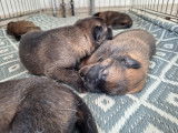 Chiots Malinois à vendre