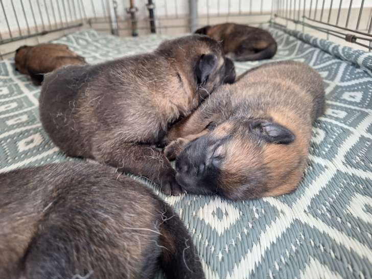 Chiots Malinois à vendre