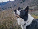 Male Border Collie LOF disponible pour saillie
