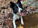 Male Border Collie LOF disponible pour saillie