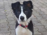 Male Border Collie LOF disponible pour saillie