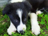 Male Border Collie LOF disponible pour saillie