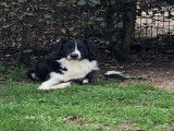 Border Collie croisé Berger Australien à donner