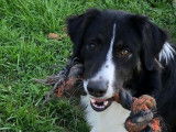 Border Collie croisé Berger Australien à donner