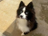 Marley, Pomsky F3+ disponible pour saillie