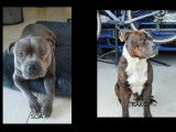 Chiots de race Staffordshire Bull Terrier à vendre (3 femelles & 4 mâles)