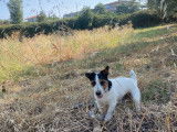 Narco, Jack Russel LOF disponible pour saillie