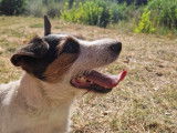 Narco, Jack Russel LOF disponible pour saillie