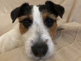 Narco, Jack Russel LOF disponible pour saillie