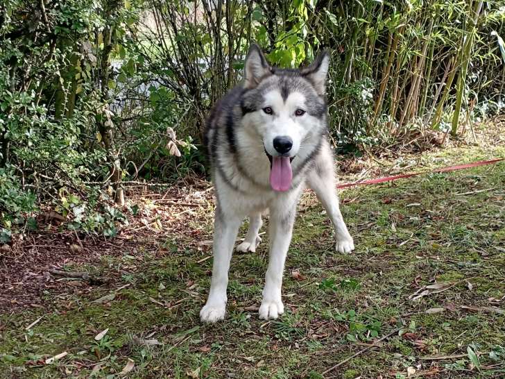 Chien adulte de type Malamute d'Alaska à vendre