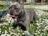 Mâle Bouledogue Français disponible pour saillie