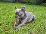 Mâle Bouledogue Français disponible pour saillie