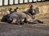 Mâle Bouledogue Français disponible pour saillie