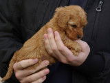 Chiots Caniche nain ou toy LOF abricot à vendre
