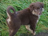 Chiots Berger Américain Miniature LOF à vendre
