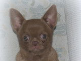 Jeune Chihuahua à poil court chocolat LOF à vendre