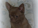 Jeune Chihuahua à poil court chocolat LOF à vendre