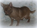 Jeune Chihuahua à poil court chocolat LOF à vendre