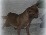 Jeune Chihuahua à poil court chocolat LOF à vendre