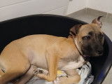 Chiot femelle American Staff croisée Bully XL à vendre