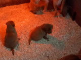 Chiots Labrador red fox à vendre
