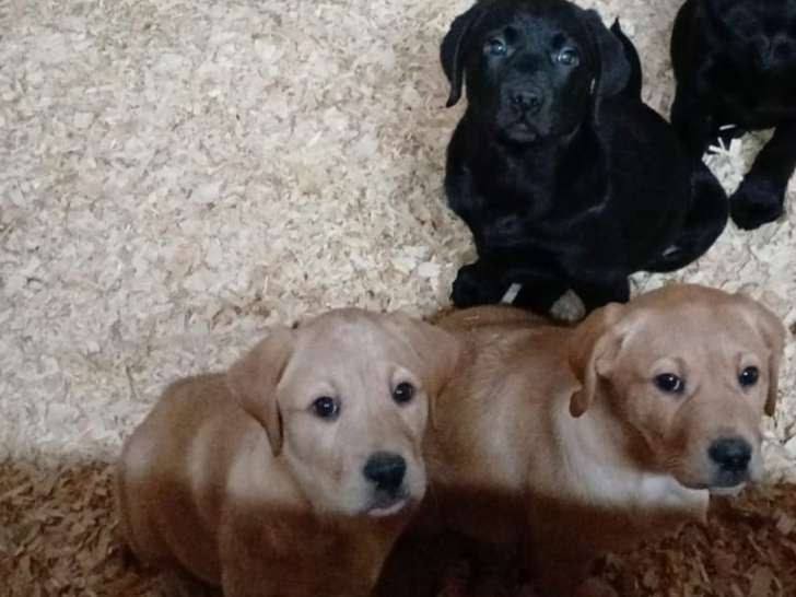 Chiots Labrador Retriever beiges et noirs à vendre
