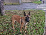Chiot de race Berger Belge Malinois mâle à donner