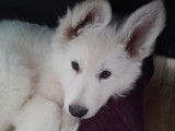 Chiots Berger Blanc Suisse à vendre