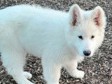 Chiots Berger Blanc Suisse à vendre