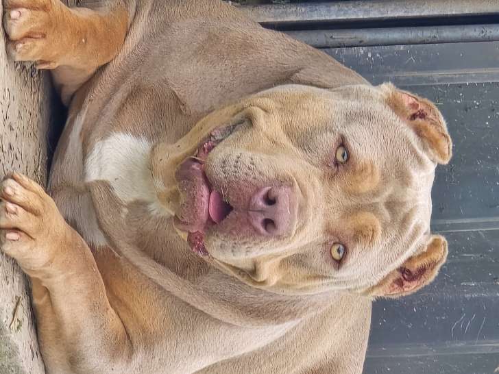 Femelle American Bully XL de gros gabarit à vendre