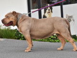 Femelle American Bully XL de gros gabarit à vendre
