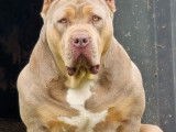 Femelle American Bully XL de gros gabarit à vendre