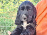 Chiots femelles Cocker Anglais LOF à vendre