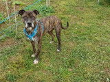 Chien croisé American Staff à donner